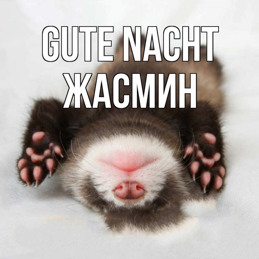 Открытка на каждый день с именем, Жасмин Gute Nacht зверек Прикольная открытка с пожеланием онлайн скачать бесплатно 
