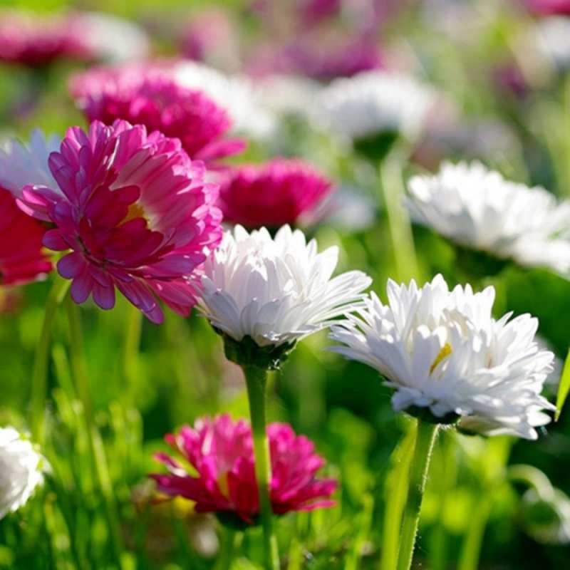 Открытка цветы 1 международный женский день 1 Am 8. März 