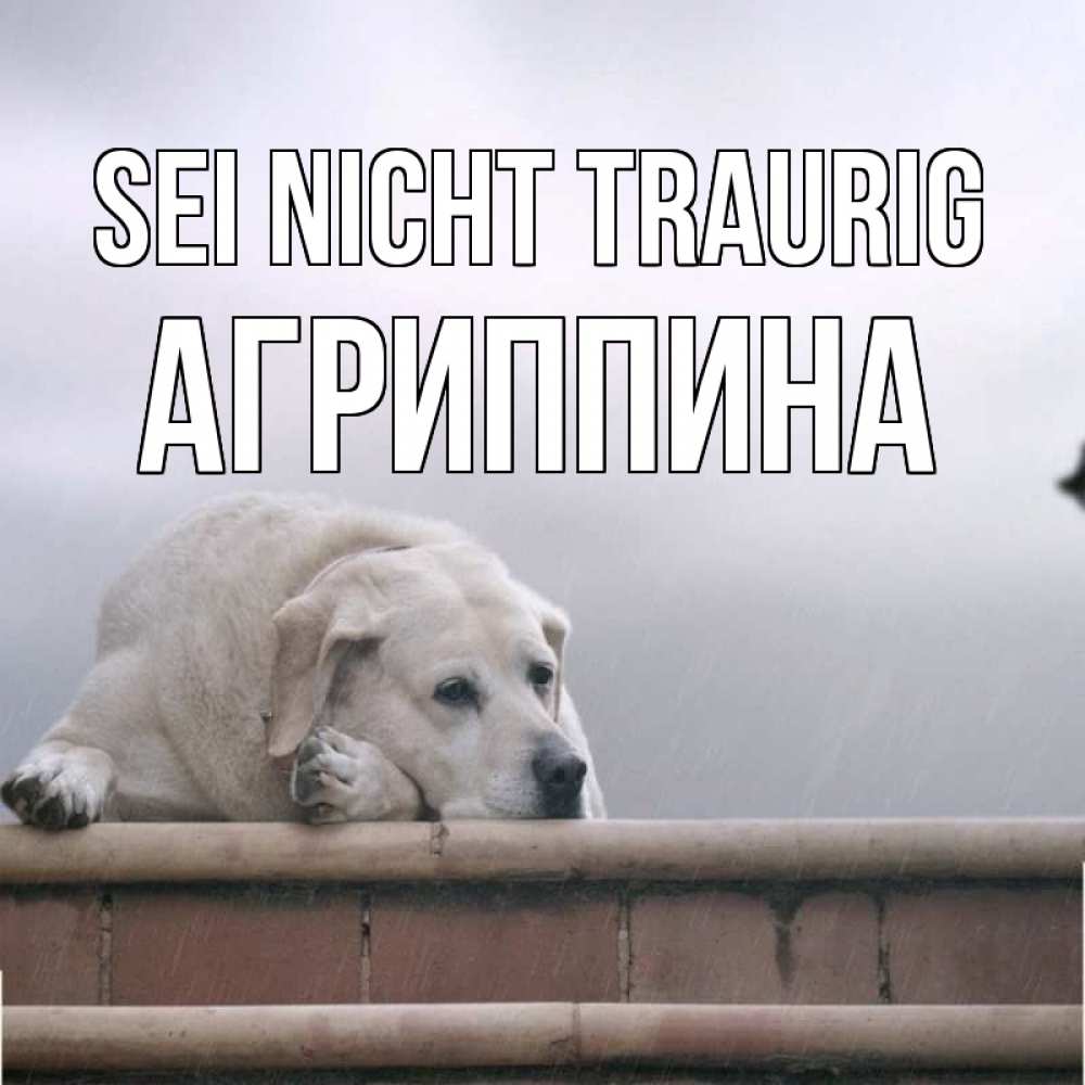 Открытка на каждый день с именем, Агриппина Sei nicht traurig белый пес 1 Прикольная открытка с пожеланием онлайн скачать бесплатно 
