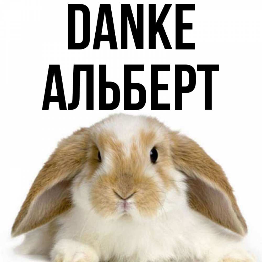 Открытка на каждый день с именем, Альберт Danke коричнево белый заяц Прикольная открытка с пожеланием онлайн скачать бесплатно 