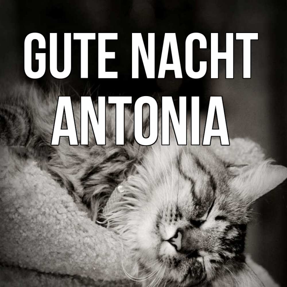 Открытка на каждый день с именем, Antonia Gute Nacht котярик пушистый Прикольная открытка с пожеланием онлайн скачать бесплатно 
