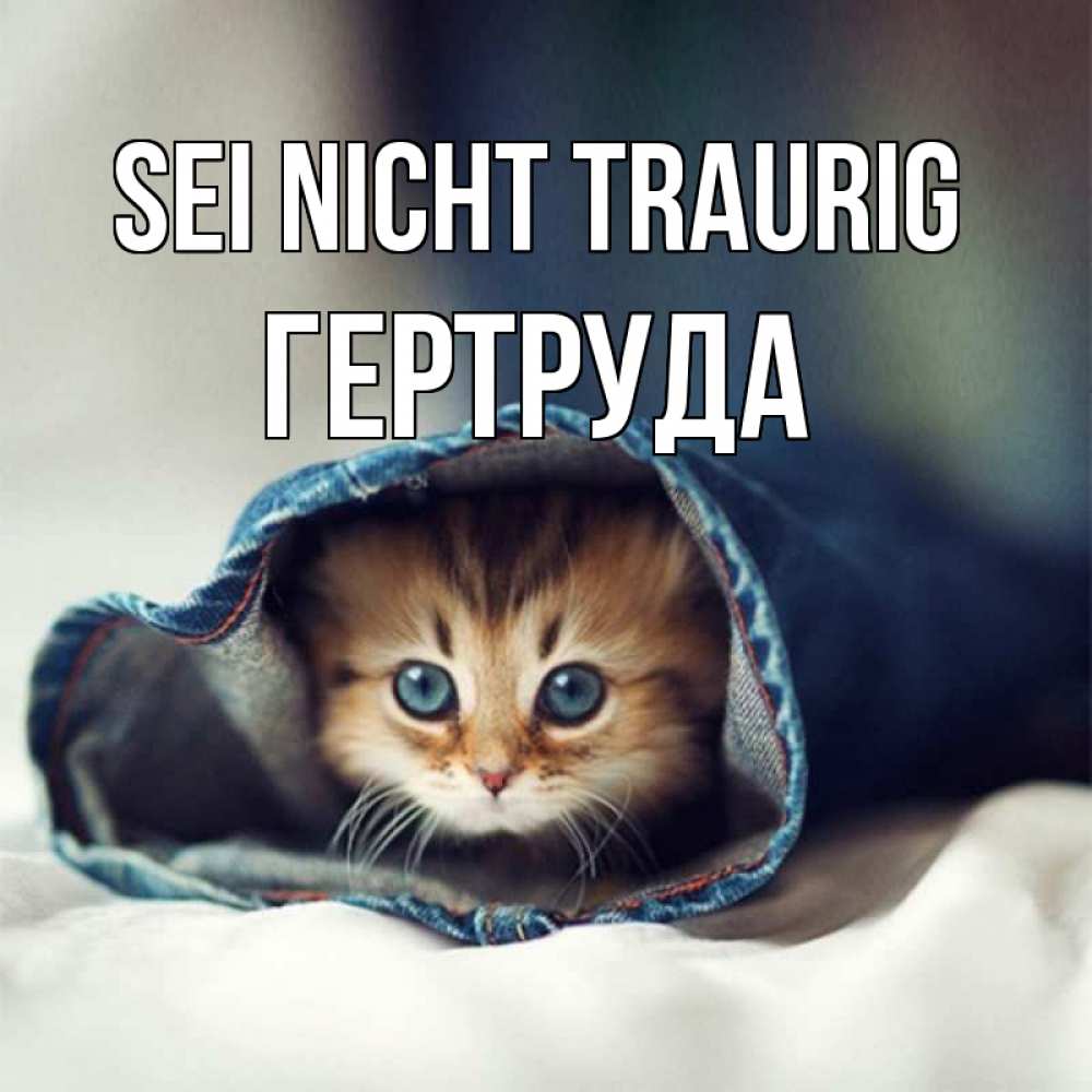 Открытка на каждый день с именем, Гертруда Sei nicht traurig кот в одежде Прикольная открытка с пожеланием онлайн скачать бесплатно 