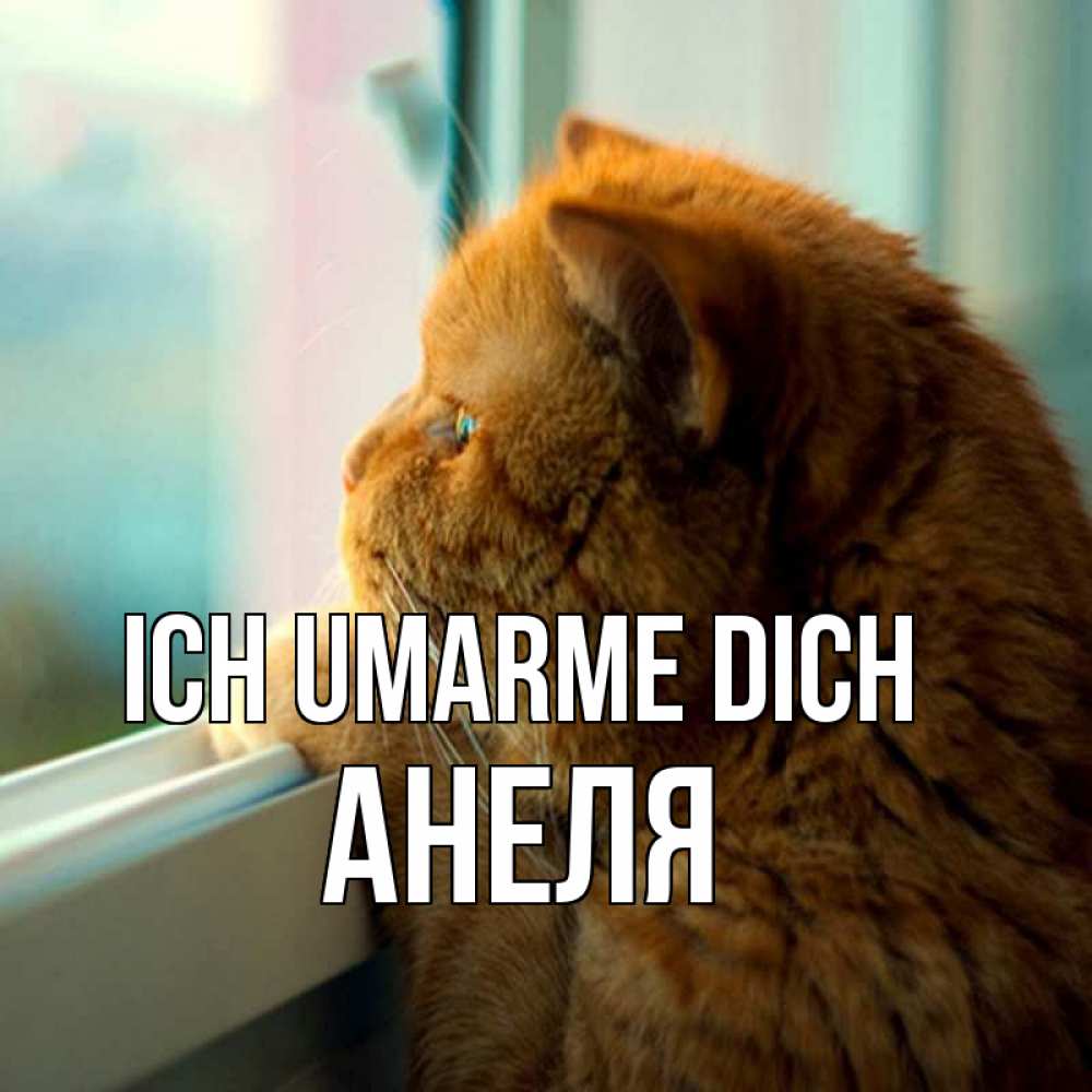 Открытка на каждый день с именем, Анеля Ich umarme dich большой огромный рыжий котяра Прикольная открытка с пожеланием онлайн скачать бесплатно 