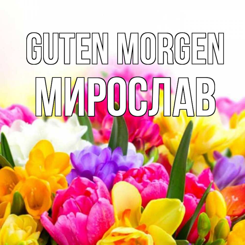 Открытка на каждый день с именем, Мирослав Guten Morgen создать открытку со свое подписью Прикольная открытка с пожеланием онлайн скачать бесплатно 