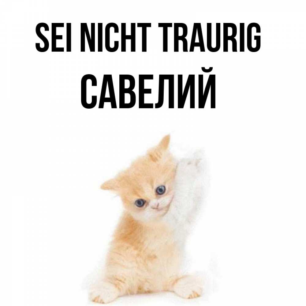 Открытка на каждый день с именем, Савелий Sei nicht traurig просящий кот Прикольная открытка с пожеланием онлайн скачать бесплатно 