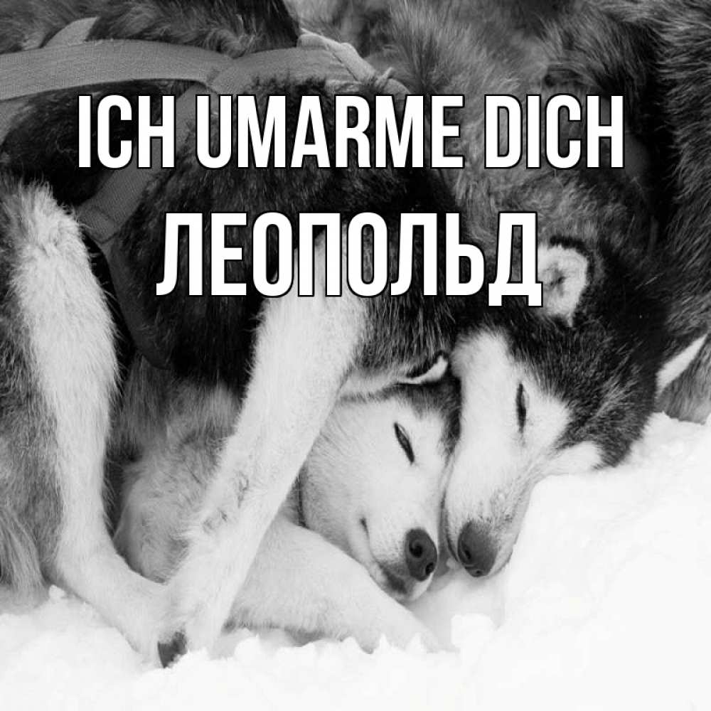 Открытка на каждый день с именем, Леопольд Ich umarme dich собачки в упряжке Прикольная открытка с пожеланием онлайн скачать бесплатно 