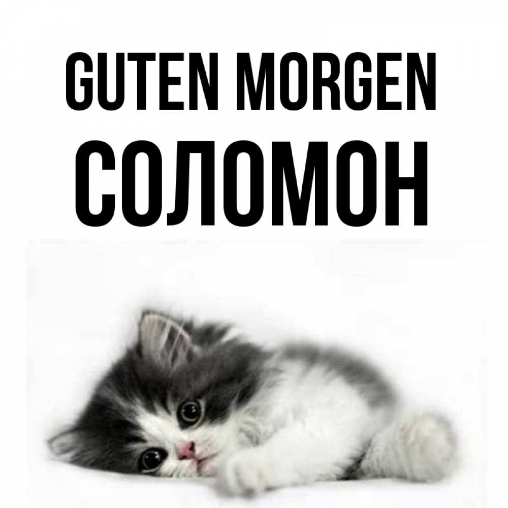 Открытка на каждый день с именем, Соломон Guten Morgen кот лапки Прикольная открытка с пожеланием онлайн скачать бесплатно 