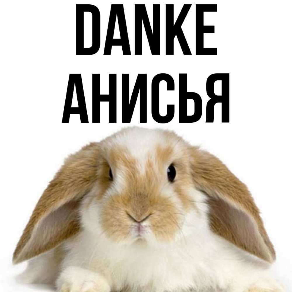 Открытка на каждый день с именем, Анисья Danke коричнево белый заяц Прикольная открытка с пожеланием онлайн скачать бесплатно 