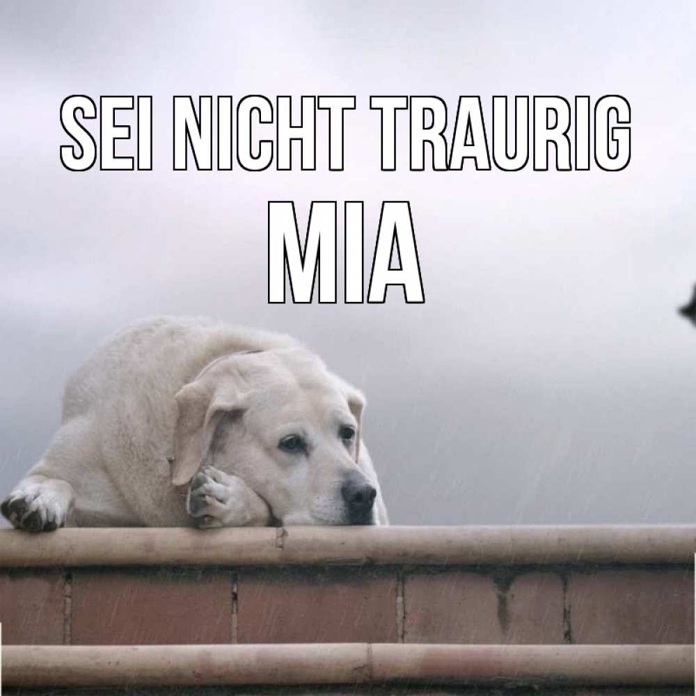 Открытка на каждый день с именем, Mia Sei nicht traurig белый пес 1 Прикольная открытка с пожеланием онлайн скачать бесплатно 
