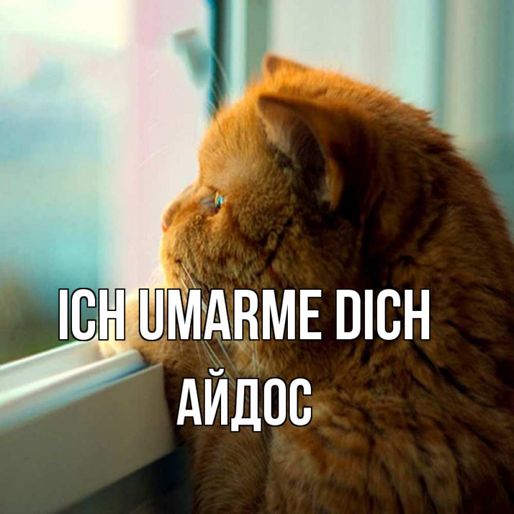 Открытка на каждый день с именем, Айдос Ich umarme dich большой огромный рыжий котяра Прикольная открытка с пожеланием онлайн скачать бесплатно 