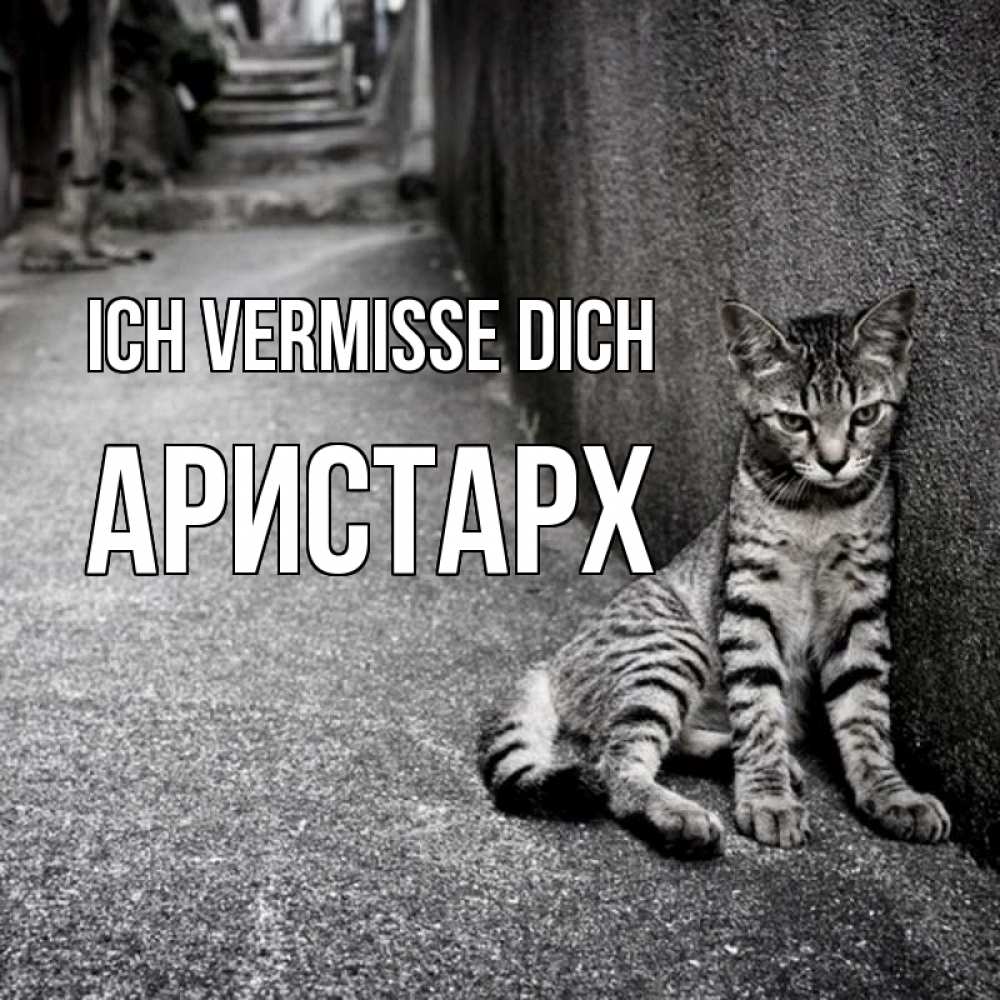 Открытка на каждый день с именем, Аристарх Ich vermisse dich одиноко котику Прикольная открытка с пожеланием онлайн скачать бесплатно 
