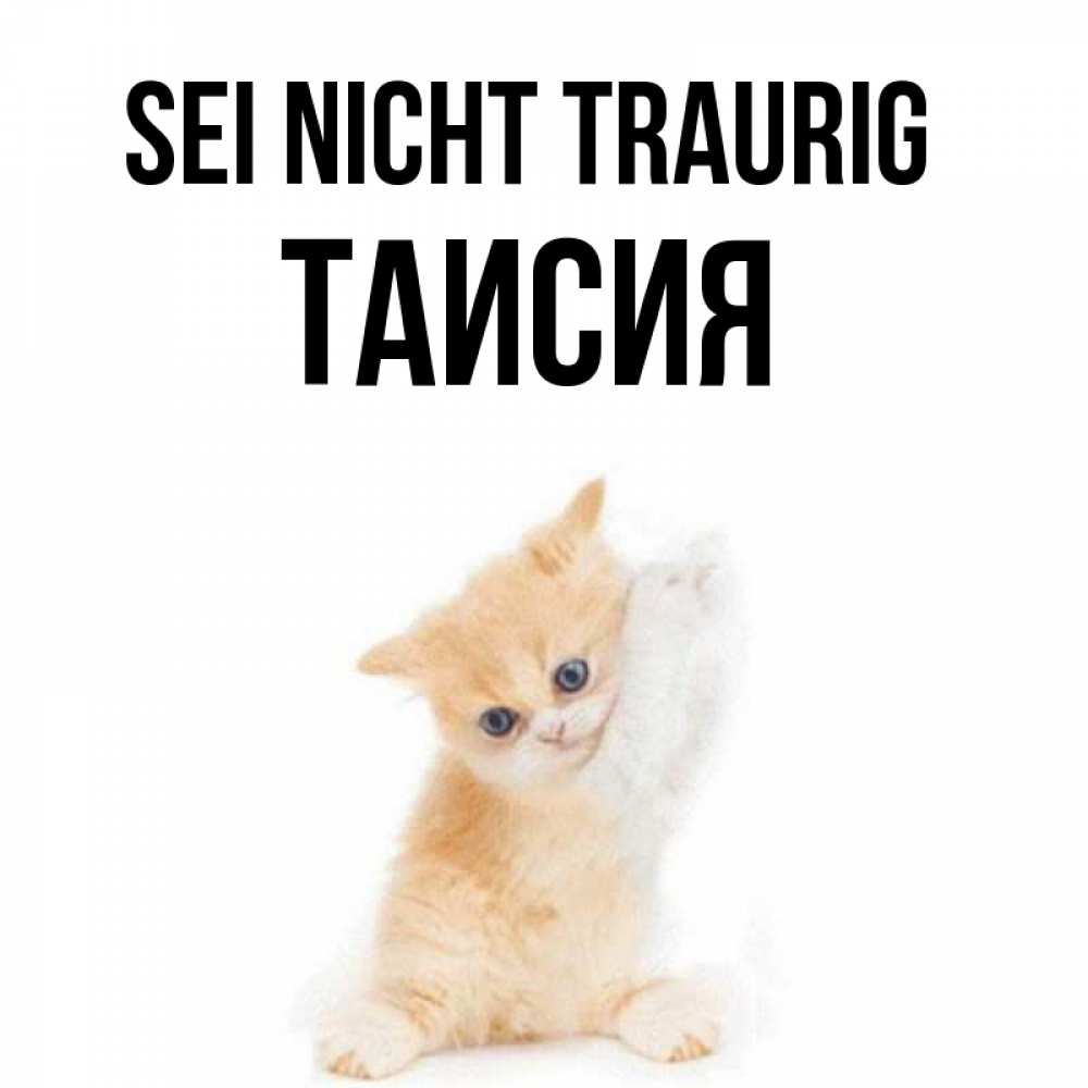 Открытка на каждый день с именем, Таисия Sei nicht traurig просящий кот Прикольная открытка с пожеланием онлайн скачать бесплатно 