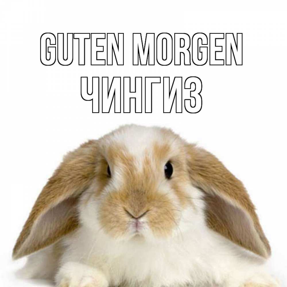 Открытка на каждый день с именем, Чингиз Guten Morgen прикольные открытки на каждый день Прикольная открытка с пожеланием онлайн скачать бесплатно 