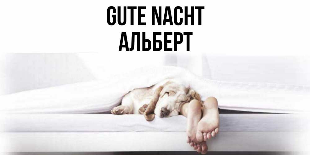 Открытка на каждый день с именем, Альберт Gute Nacht кровать с собакой пожелание сладких снов и спокойной ночи Прикольная открытка с пожеланием онлайн скачать бесплатно 