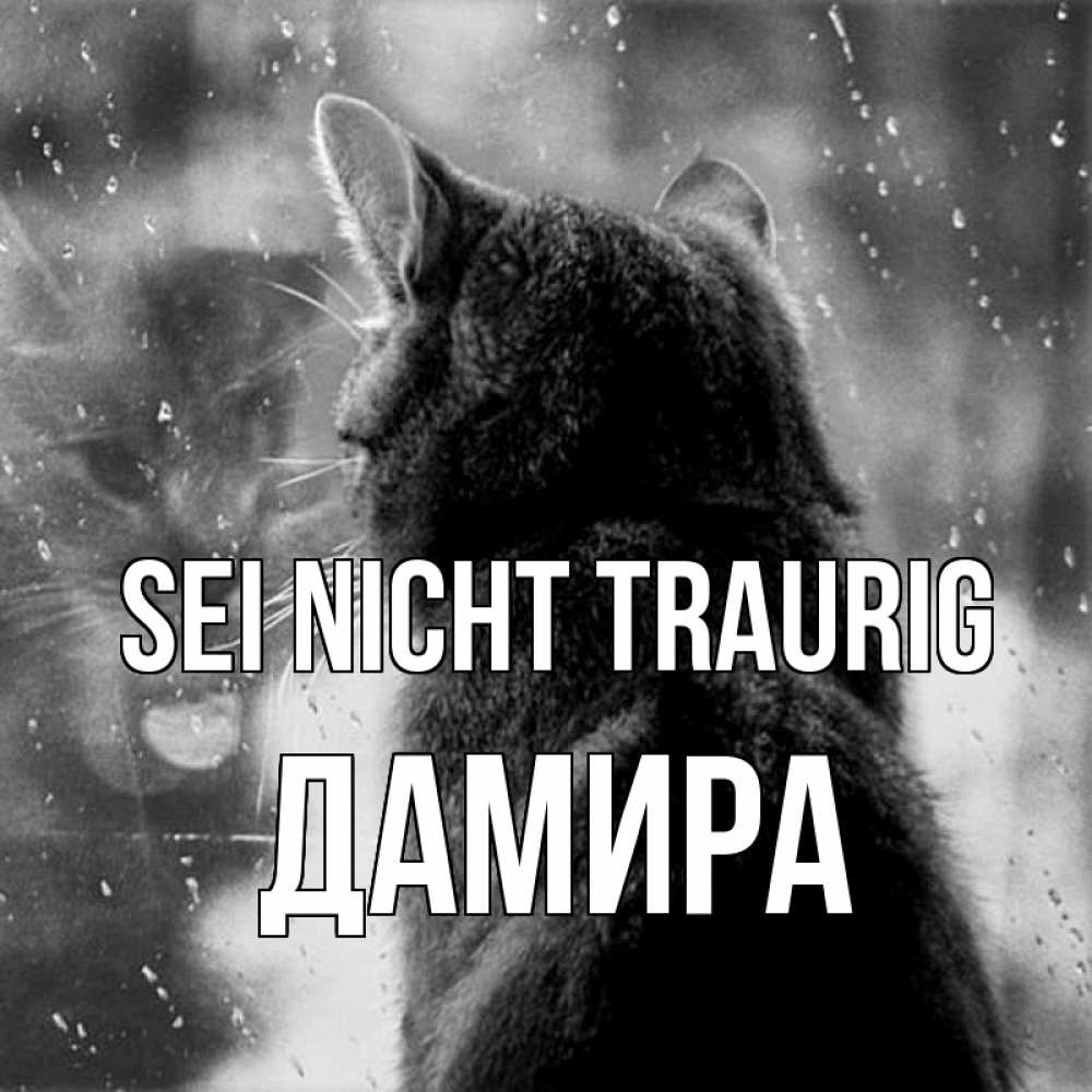 Открытка на каждый день с именем, Дамира Sei nicht traurig отражение кота 1 Прикольная открытка с пожеланием онлайн скачать бесплатно 