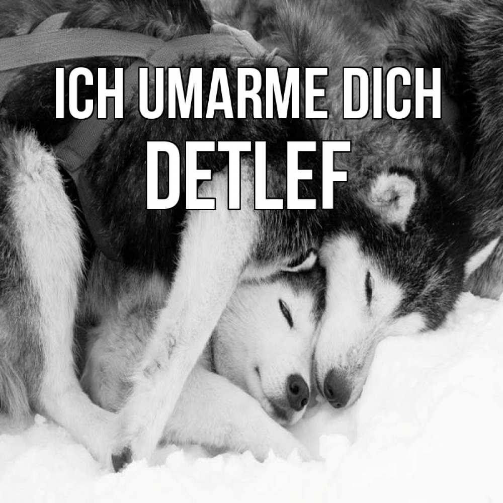 Открытка на каждый день с именем, Detlef Ich umarme dich собачки в упряжке Прикольная открытка с пожеланием онлайн скачать бесплатно 
