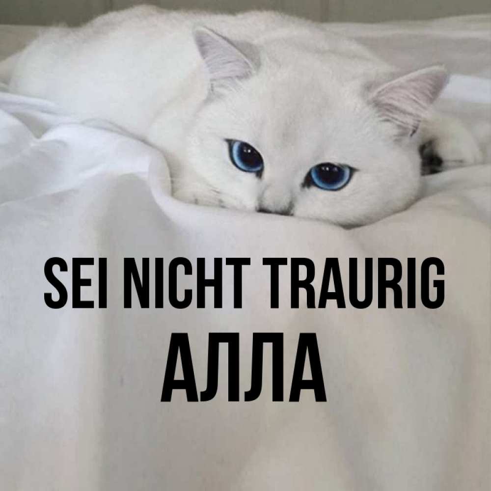Открытка на каждый день с именем, Алла Sei nicht traurig Голубоглазая кошка Прикольная открытка с пожеланием онлайн скачать бесплатно 