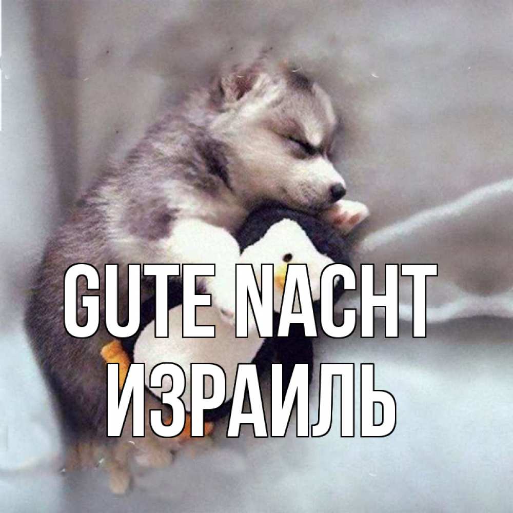 Открытка на каждый день с именем, Израиль Gute Nacht обнимашки щенка и пингвина Прикольная открытка с пожеланием онлайн скачать бесплатно 