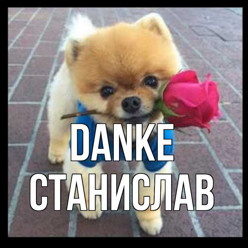Открытка на каждый день с именем, Станислав Danke спасибо и дарю тебе цветок Прикольная открытка с пожеланием онлайн скачать бесплатно 