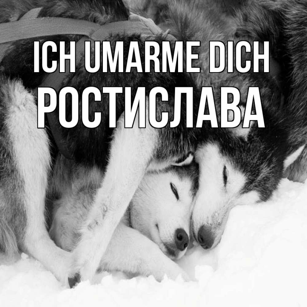 Открытка на каждый день с именем, Ростислава Ich umarme dich собачки в упряжке Прикольная открытка с пожеланием онлайн скачать бесплатно 