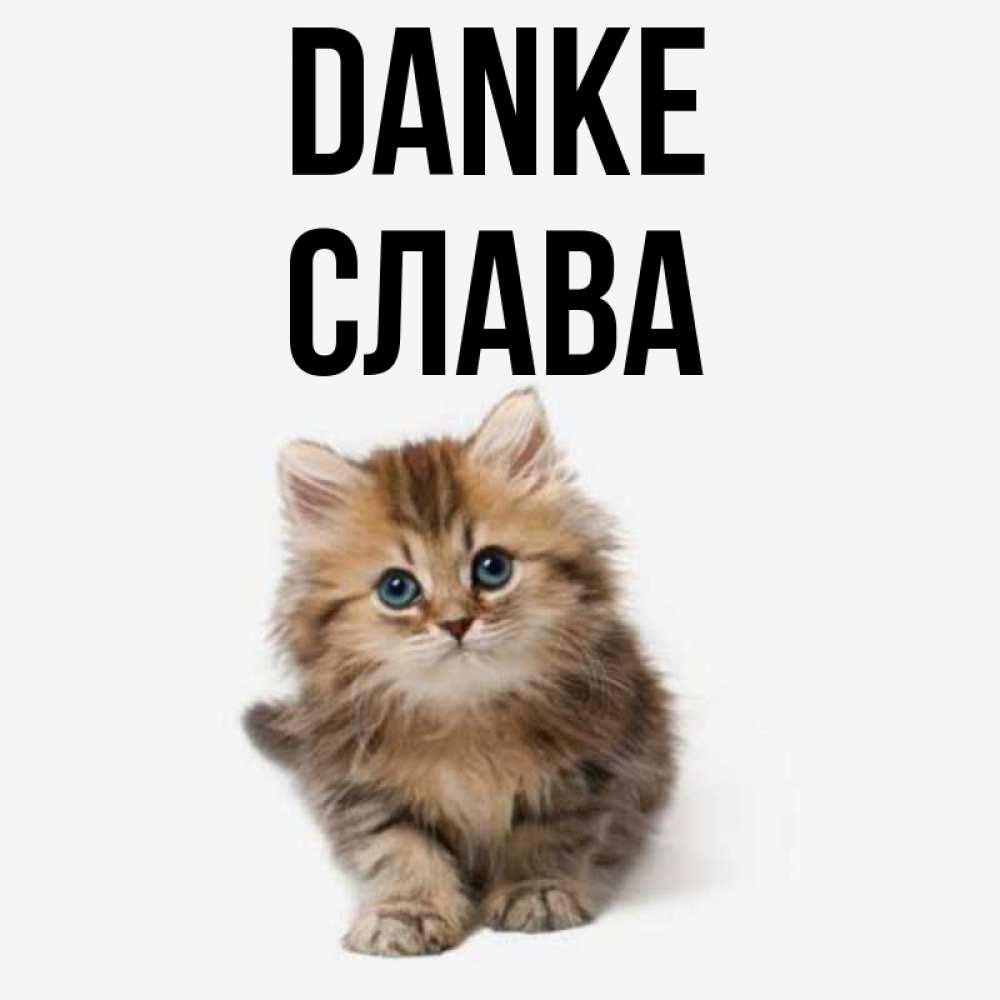 Открытка на каждый день с именем, Слава Danke пушистый котик Прикольная открытка с пожеланием онлайн скачать бесплатно 