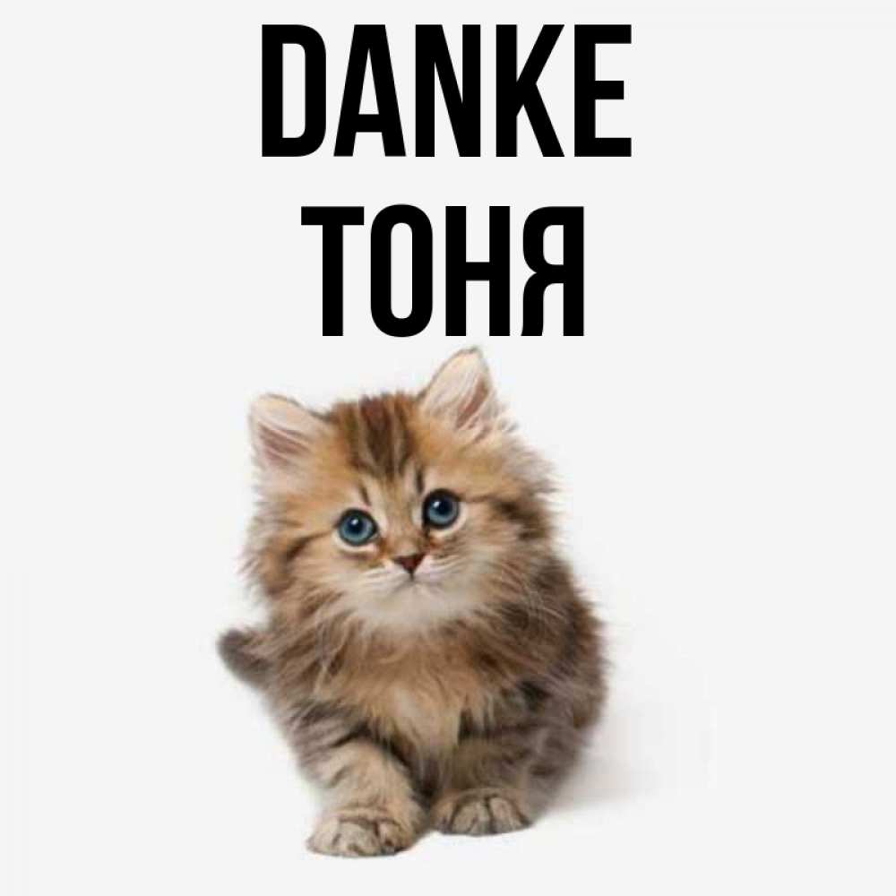 Открытка на каждый день с именем, Тоня Danke пушистый котик Прикольная открытка с пожеланием онлайн скачать бесплатно 