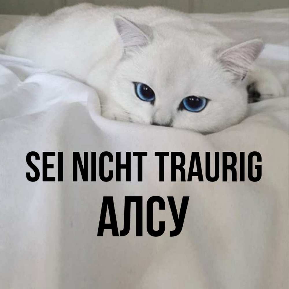 Открытка на каждый день с именем, Алсу Sei nicht traurig Голубоглазая кошка Прикольная открытка с пожеланием онлайн скачать бесплатно 