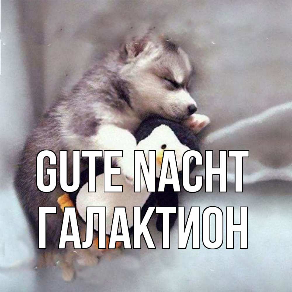 Открытка на каждый день с именем, Галактион Gute Nacht обнимашки щенка и пингвина Прикольная открытка с пожеланием онлайн скачать бесплатно 
