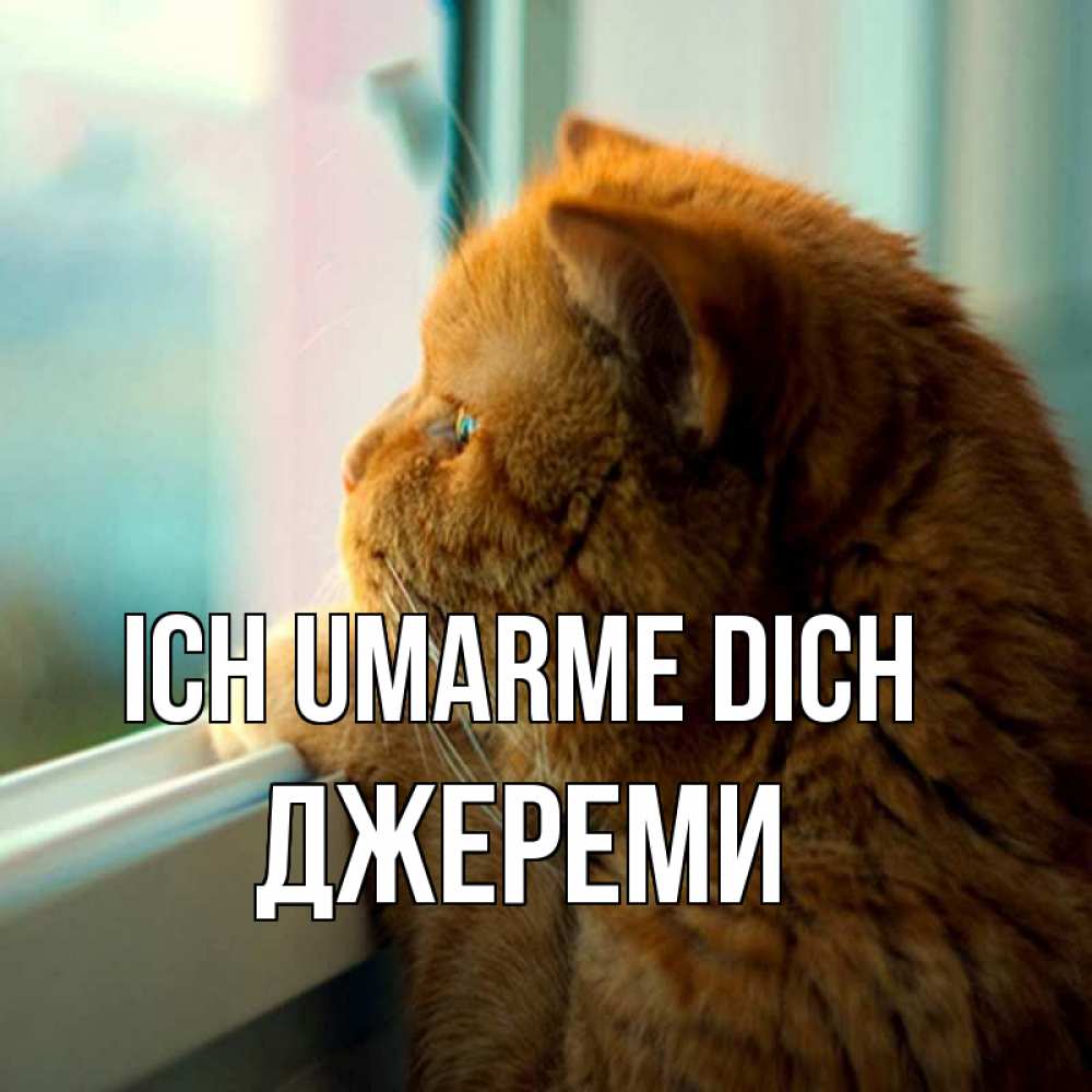 Открытка на каждый день с именем, Джереми Ich umarme dich большой огромный рыжий котяра Прикольная открытка с пожеланием онлайн скачать бесплатно 