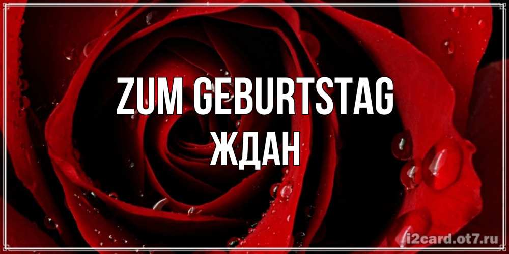 Открытка на каждый день с именем, Ждан Zum Geburtstag крупная бордовая роза Прикольная открытка с пожеланием онлайн скачать бесплатно 