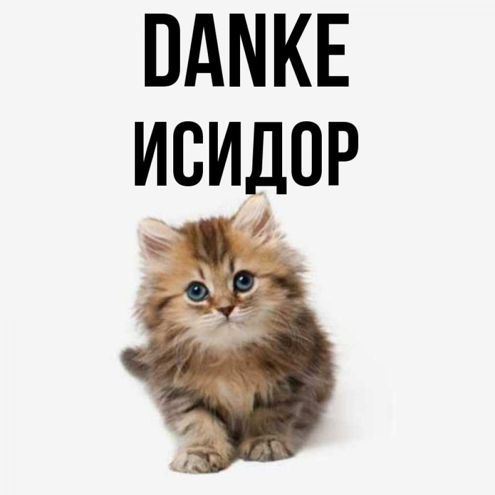 Открытка на каждый день с именем, Исидор Danke пушистый котик Прикольная открытка с пожеланием онлайн скачать бесплатно 