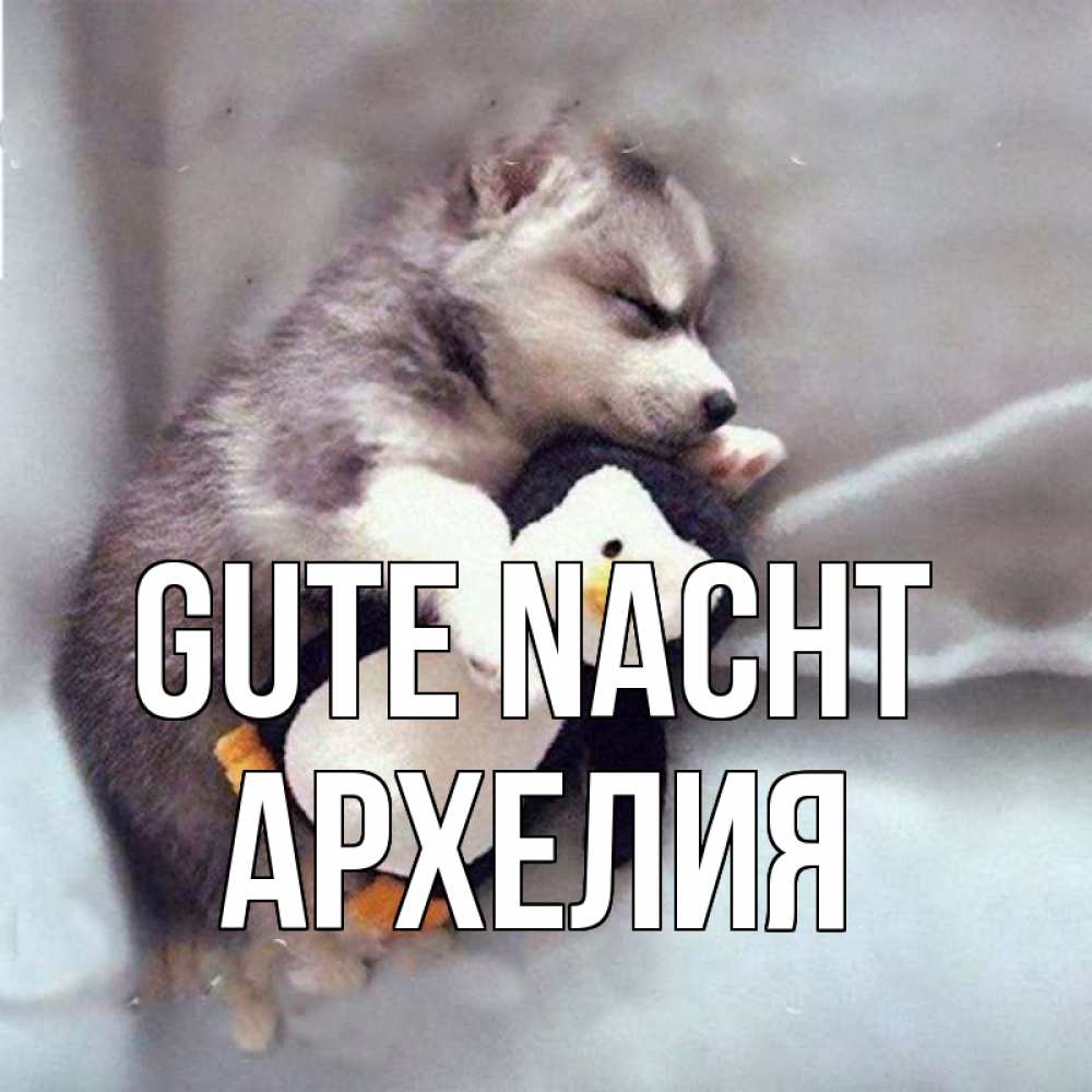 Открытка на каждый день с именем, Архелия Gute Nacht обнимашки щенка и пингвина Прикольная открытка с пожеланием онлайн скачать бесплатно 