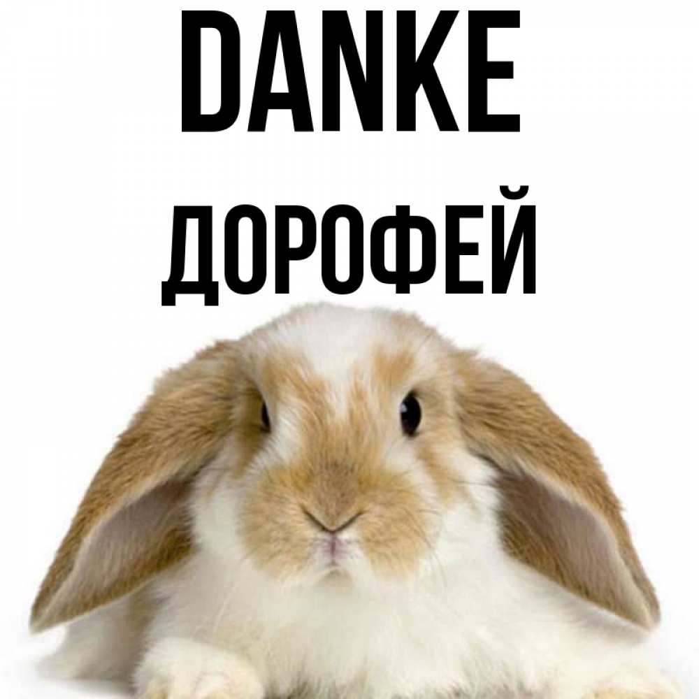 Открытка на каждый день с именем, Дорофей Danke коричнево белый заяц Прикольная открытка с пожеланием онлайн скачать бесплатно 
