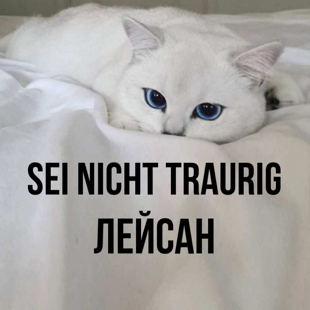 Открытка на каждый день с именем, Лейсан Sei nicht traurig Голубоглазая кошка Прикольная открытка с пожеланием онлайн скачать бесплатно 
