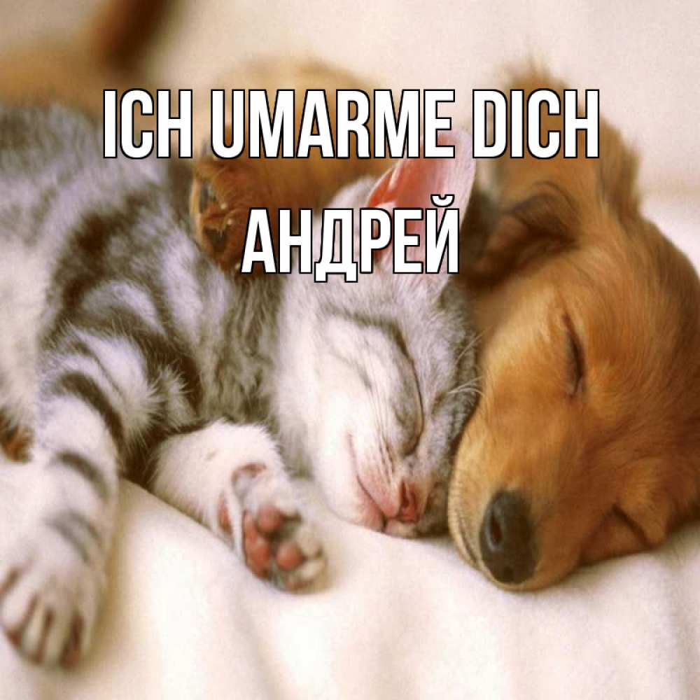 Открытка на каждый день с именем, Андрей Ich umarme dich пес и котенок Прикольная открытка с пожеланием онлайн скачать бесплатно 