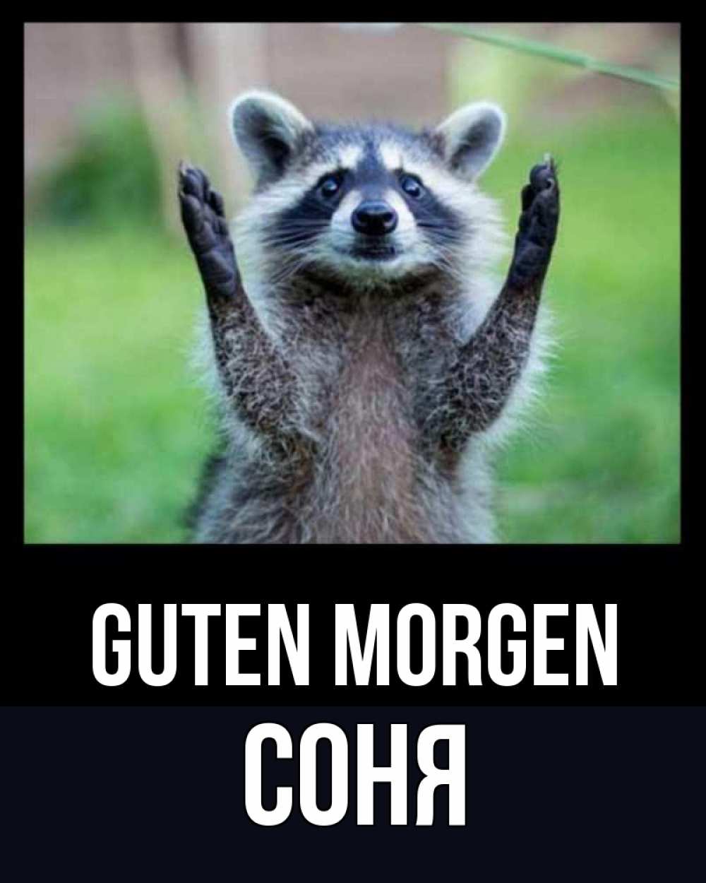 Открытка на каждый день с именем, Соня Guten Morgen хорошее настроение утречком Прикольная открытка с пожеланием онлайн скачать бесплатно 