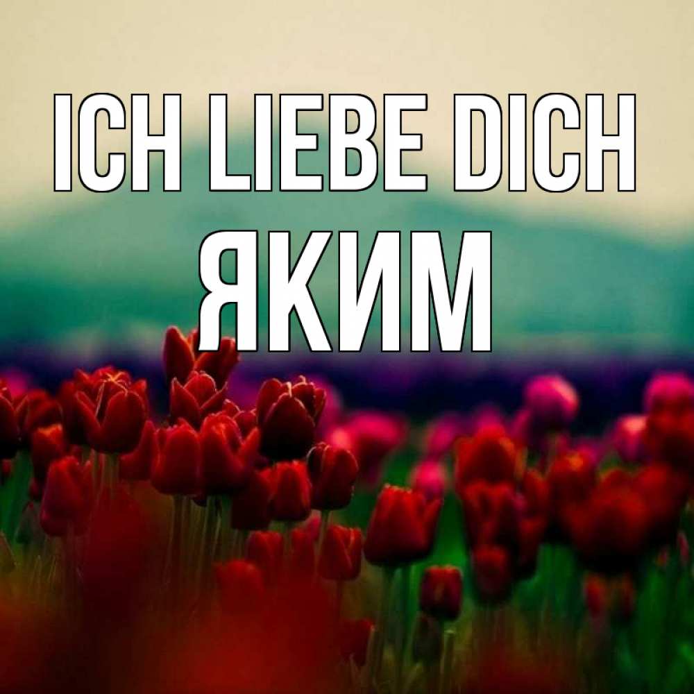 Открытка на каждый день с именем, Яким Ich liebe dich тюльпаны 4 Прикольная открытка с пожеланием онлайн скачать бесплатно 