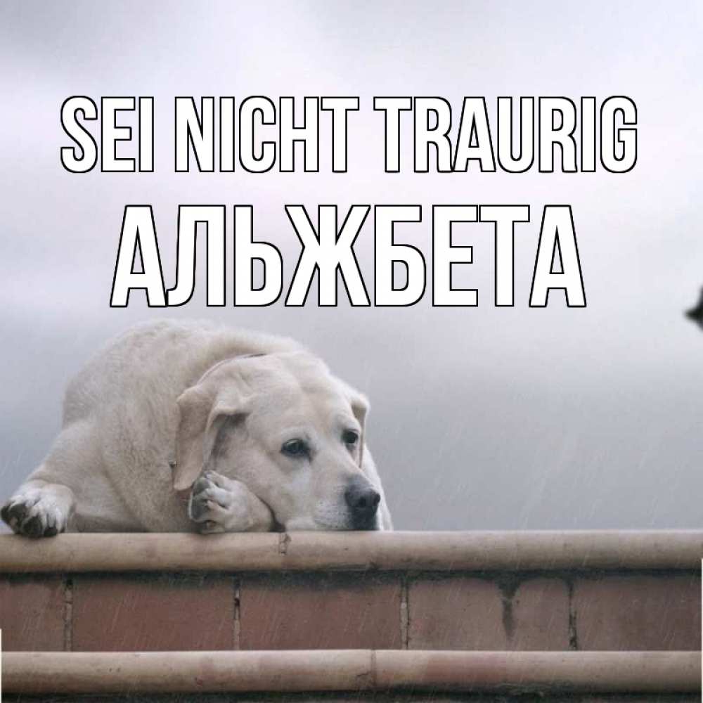 Открытка на каждый день с именем, Альжбета Sei nicht traurig белый пес 1 Прикольная открытка с пожеланием онлайн скачать бесплатно 