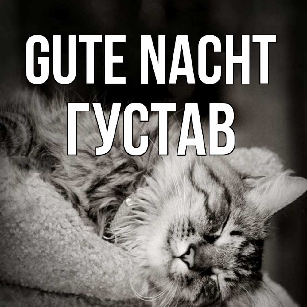 Открытка на каждый день с именем, Густав Gute Nacht котярик пушистый Прикольная открытка с пожеланием онлайн скачать бесплатно 