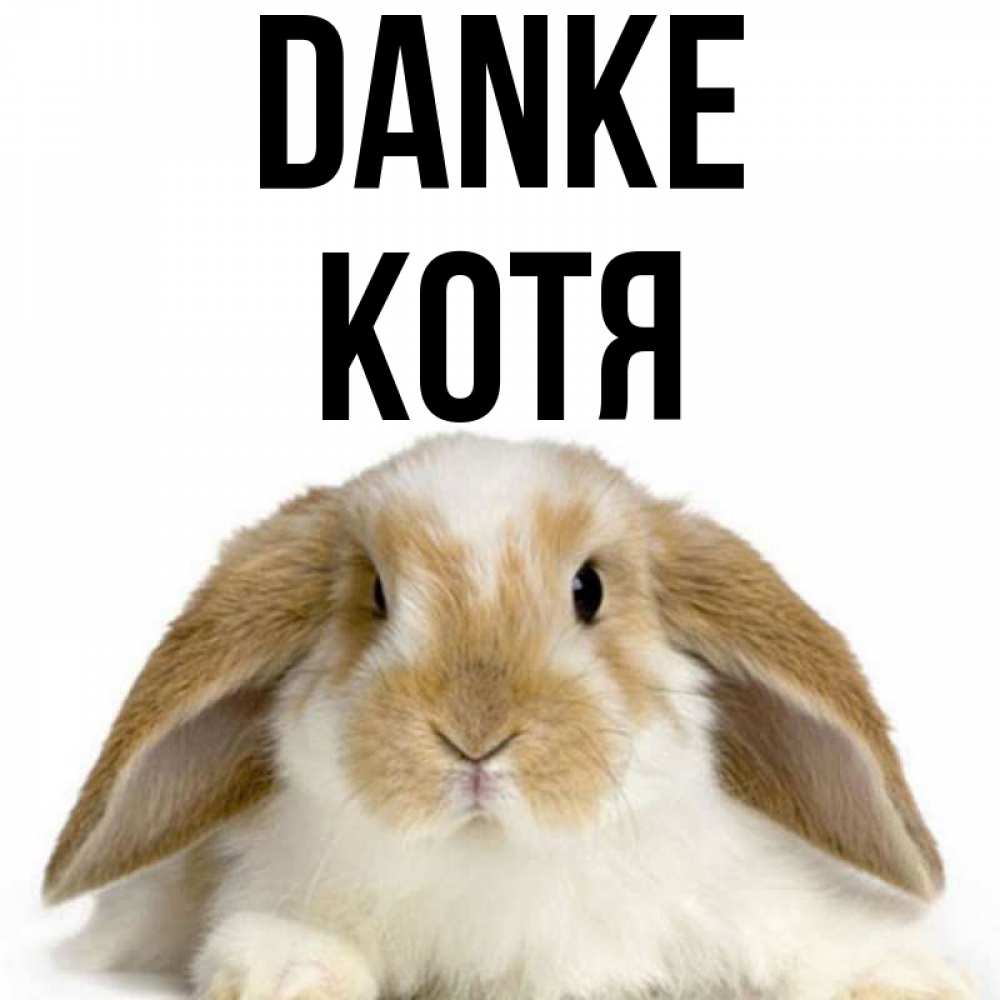 Открытка на каждый день с именем, Котя Danke коричнево белый заяц Прикольная открытка с пожеланием онлайн скачать бесплатно 