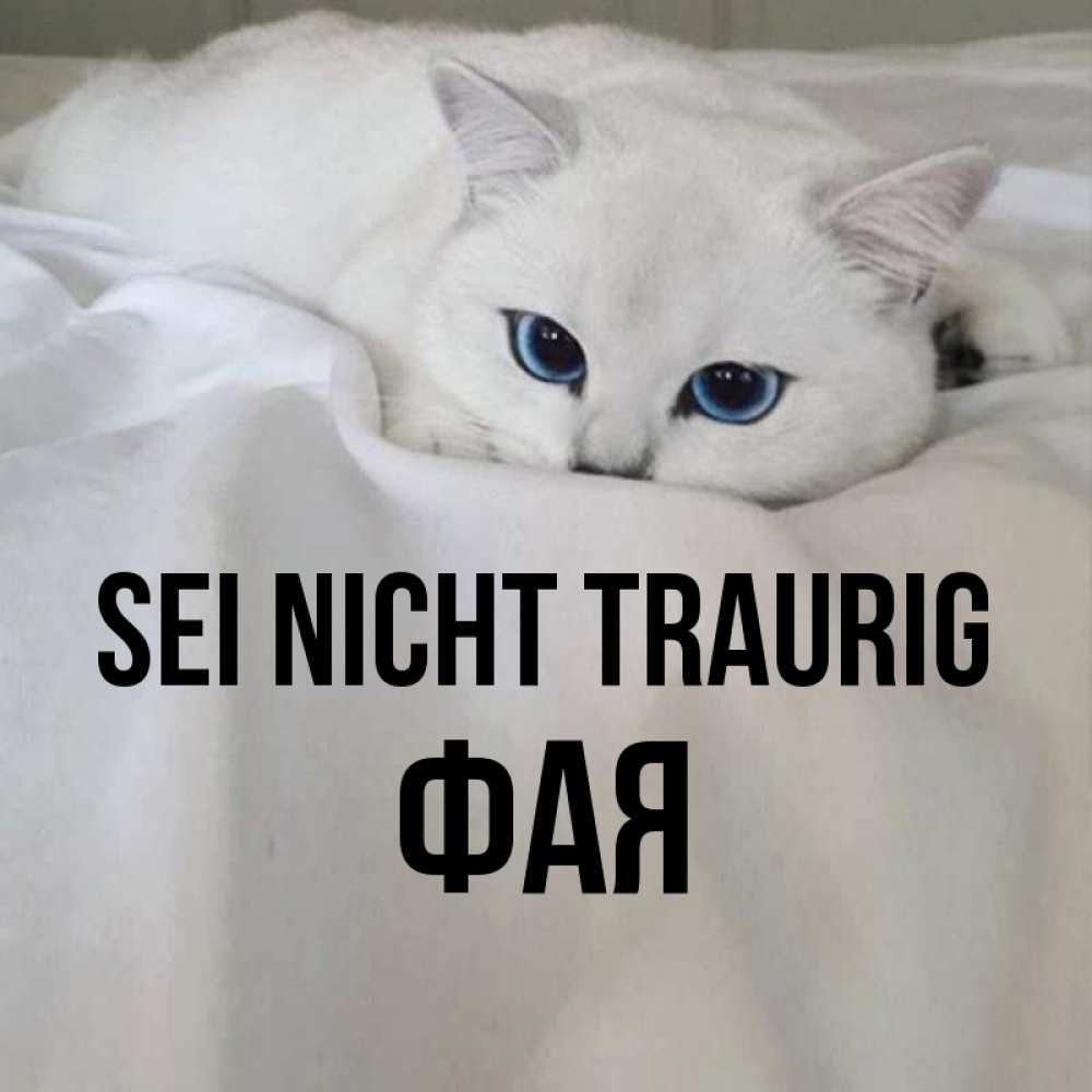Открытка на каждый день с именем, Фая Sei nicht traurig Голубоглазая кошка Прикольная открытка с пожеланием онлайн скачать бесплатно 