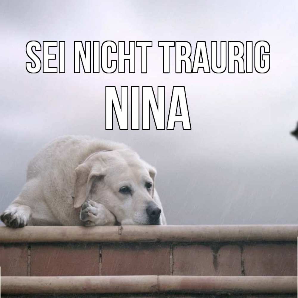Открытка на каждый день с именем, Nina Sei nicht traurig белый пес 1 Прикольная открытка с пожеланием онлайн скачать бесплатно 