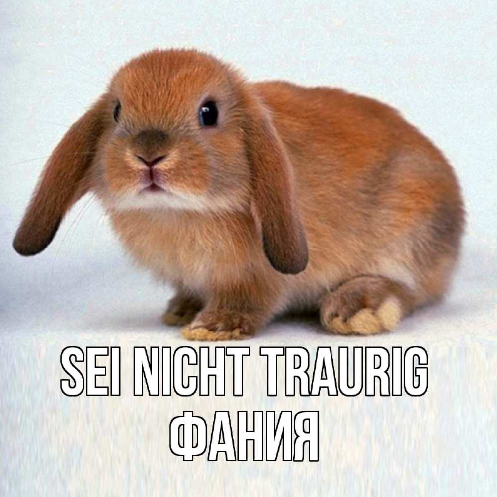 Открытка на каждый день с именем, Фания Sei nicht traurig рыжий зая Прикольная открытка с пожеланием онлайн скачать бесплатно 