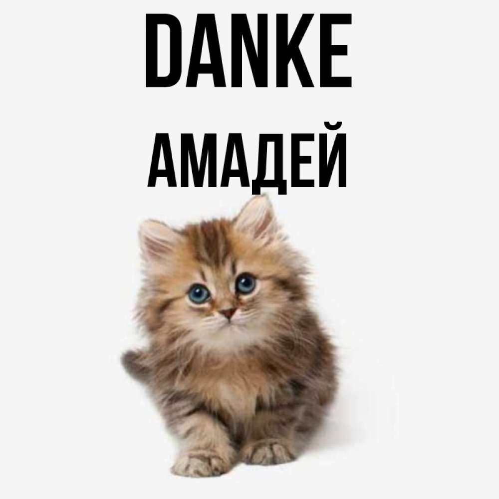 Открытка на каждый день с именем, Амадей Danke пушистый котик Прикольная открытка с пожеланием онлайн скачать бесплатно 