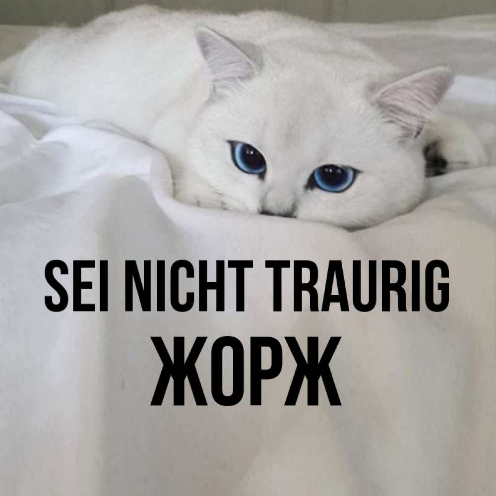 Открытка на каждый день с именем, Жорж Sei nicht traurig Голубоглазая кошка Прикольная открытка с пожеланием онлайн скачать бесплатно 