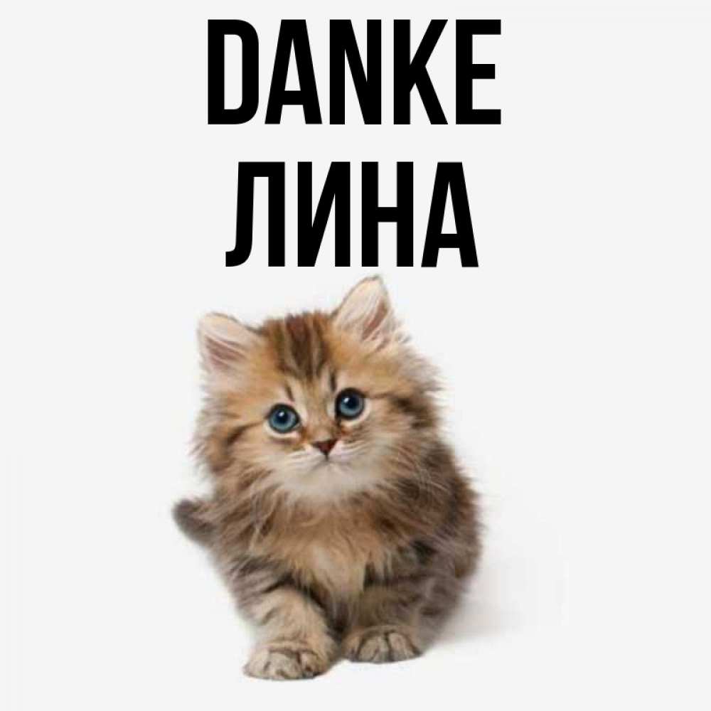 Открытка на каждый день с именем, Лина Danke пушистый котик Прикольная открытка с пожеланием онлайн скачать бесплатно 
