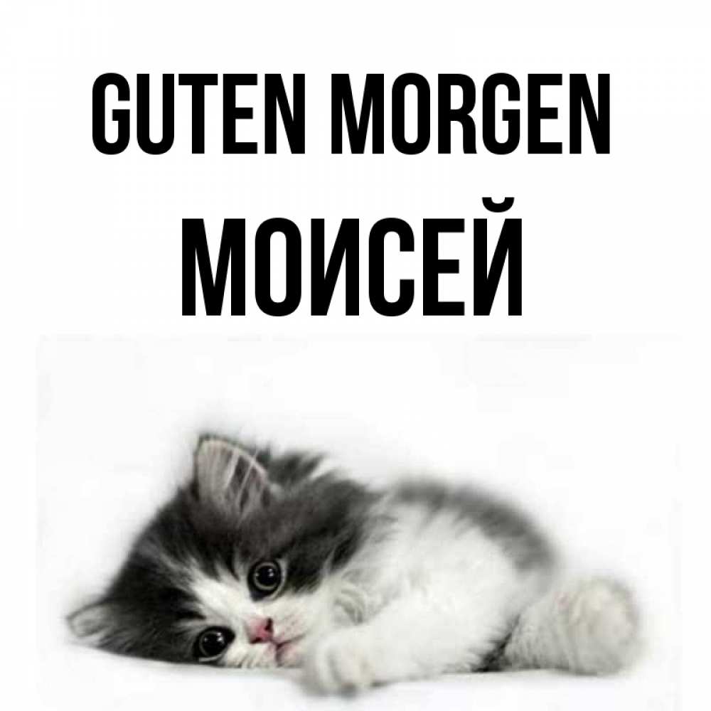 Открытка на каждый день с именем, Моисей Guten Morgen кот лапки Прикольная открытка с пожеланием онлайн скачать бесплатно 