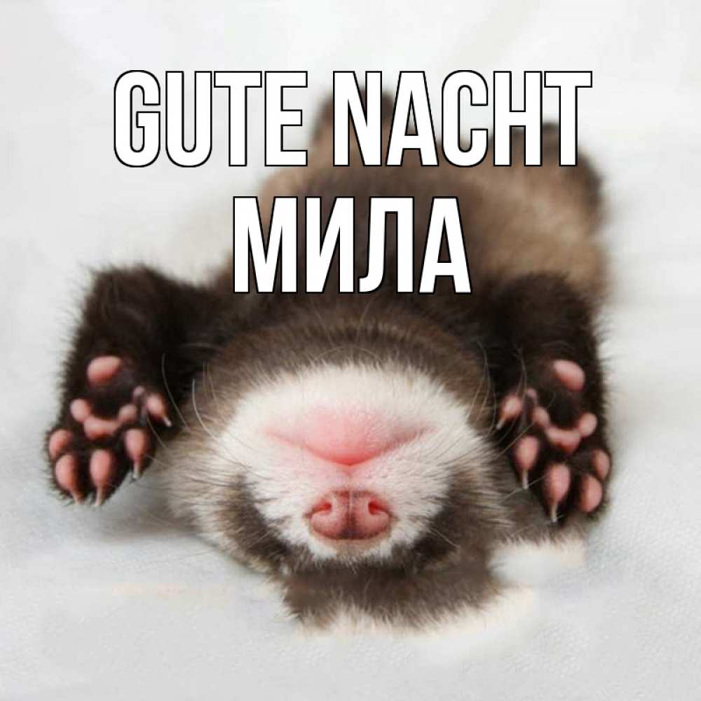 Открытка на каждый день с именем, Мила Gute Nacht зверек Прикольная открытка с пожеланием онлайн скачать бесплатно 