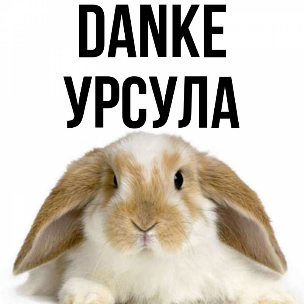 Открытка на каждый день с именем, Урсула Danke коричнево белый заяц Прикольная открытка с пожеланием онлайн скачать бесплатно 