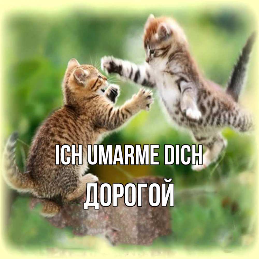 Открытка на каждый день с именем, Дорогой Ich umarme dich игры котят Прикольная открытка с пожеланием онлайн скачать бесплатно 